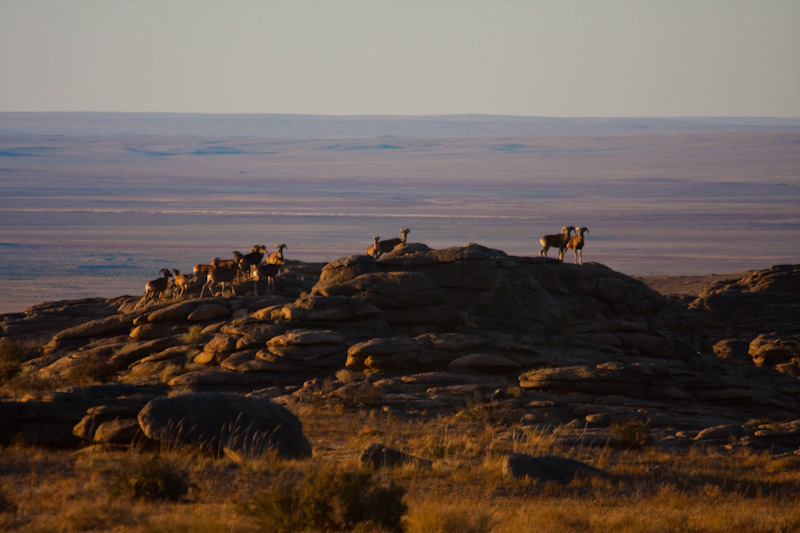 Argali Herd